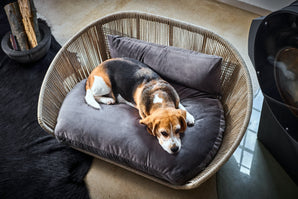 VOGUE - Design-Hundebett OXFORD